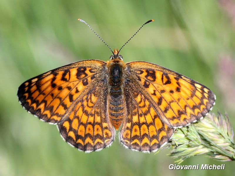 Melitaea phoebe